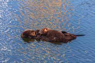Sea Otter Mother and Baby-5910.jpg Sea Otter Mother and Baby-5910.jpg